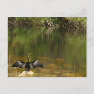Anhinga en los Everglades - Tarjeta de visita