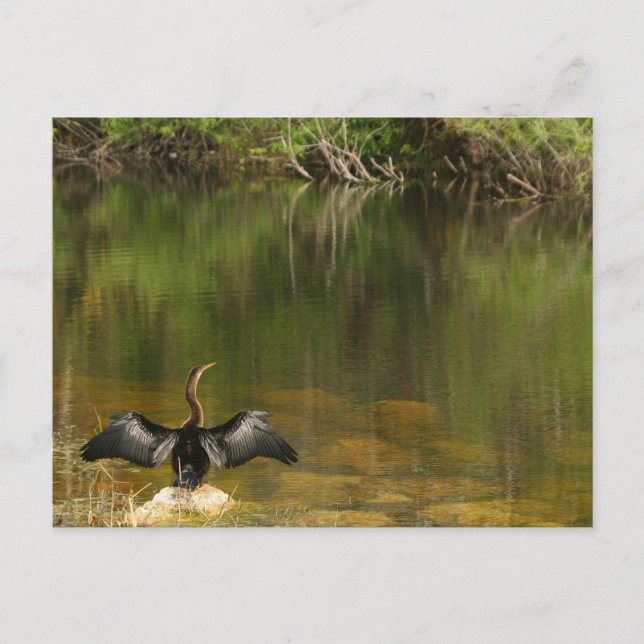 Anhinga en los Everglades - Tarjeta de visita (Anverso)