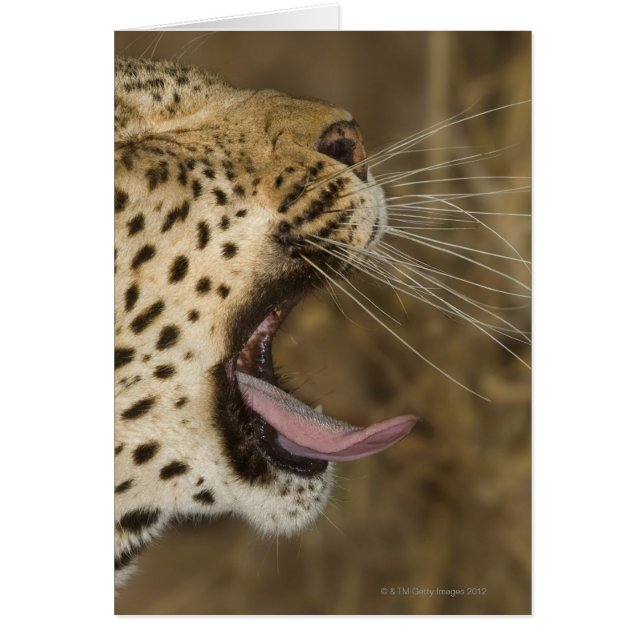 Anillo de leopardo, Parque Nacional del Gran Kruge (Frente)