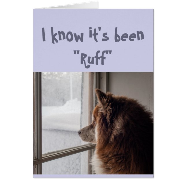 Animación/ Obtener Perro Bien Cuido Mirando (Frente)