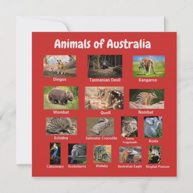 Animal de Australia (Anverso)