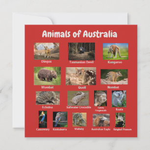 Animal de Australia