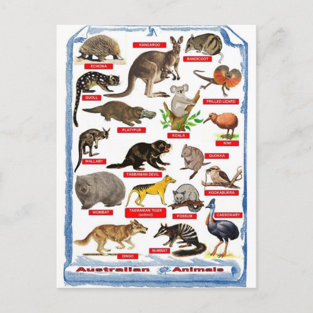 Animales de la postal de Australia (Anverso)