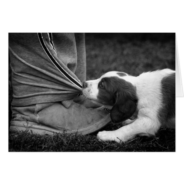 Ankle Biter (Anverso (Horizontal))