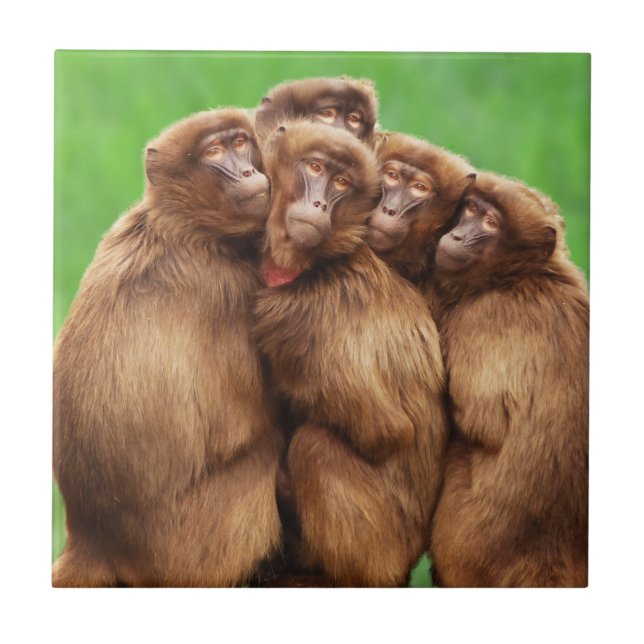 Año de la teja del mono del fuego (Frente)