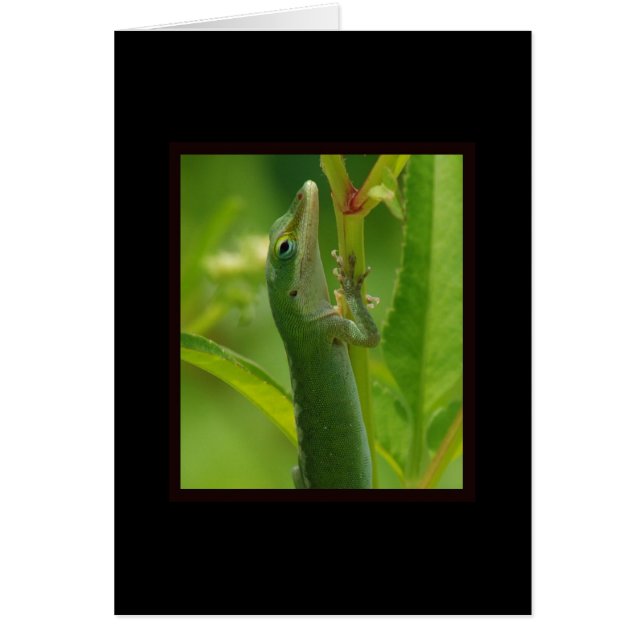 Anole98 (Frente)