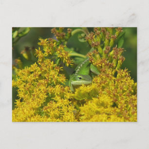 Anole en la postal Goldenrod