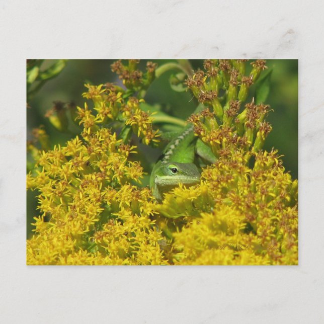 Anole en la postal Goldenrod (Anverso)