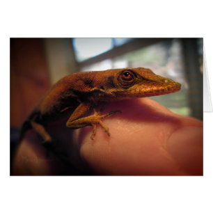 Anole Lizard