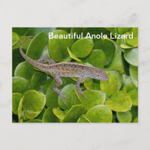 Anole Lizard en la postal de Florida