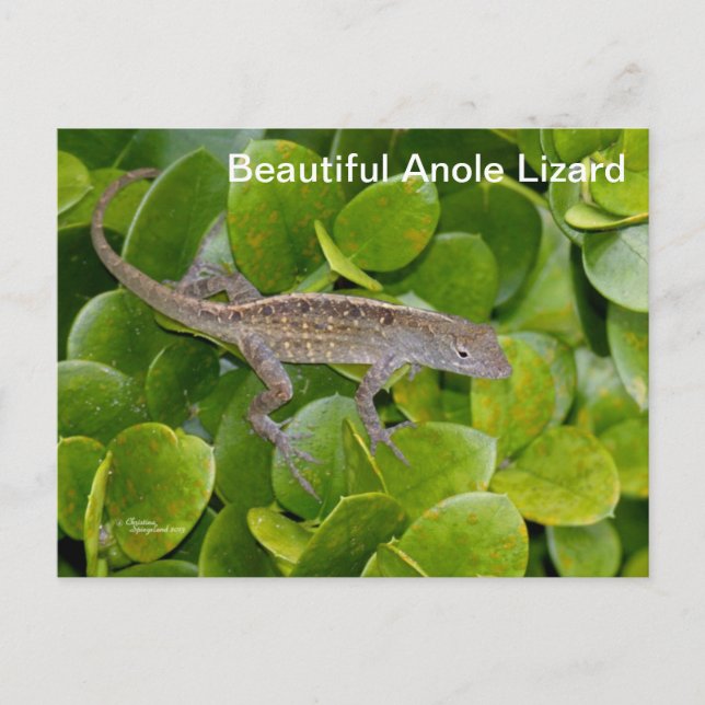 Anole Lizard en la postal de Florida (Anverso)