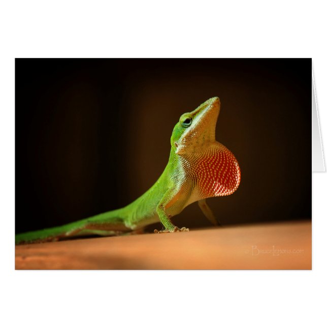 Anole Lizard Verde con Thraot Rojo (Anverso (Horizontal))