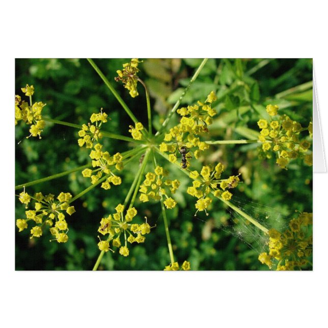 Ant, Web y Weed (Anverso (Horizontal))