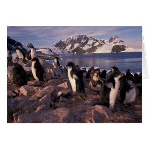 Antártida, crías de pingüino adelia