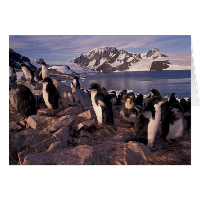 Antártida, crías de pingüino adelia (Anverso (Horizontal))