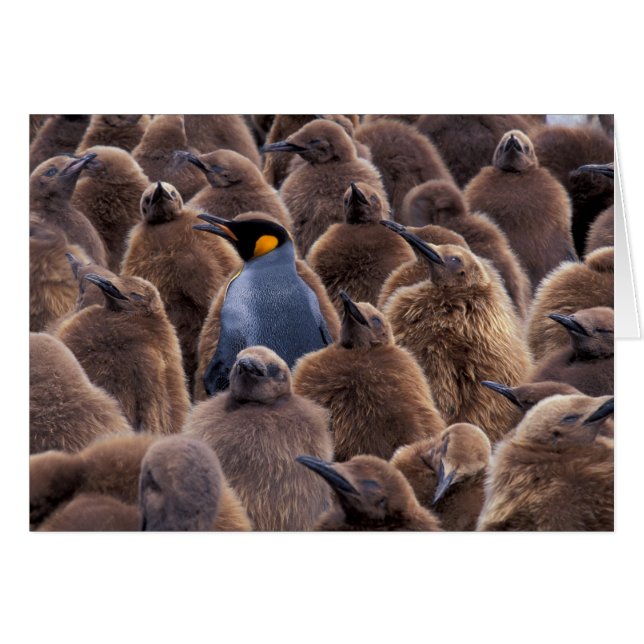 Antártida, Isla Georgia del Sur, pingüinos rey (Anverso (Horizontal))