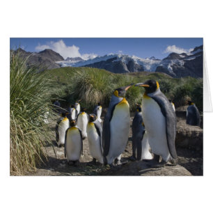 Antártida, Isla Georgia del Sur (Reino Unido), Rey