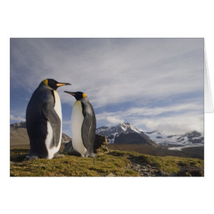 Antártida, Isla Georgia del Sur (Reino Unido), Rey