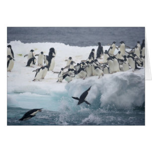 Antártida, Isla Paulet. Pingüinos Adelie