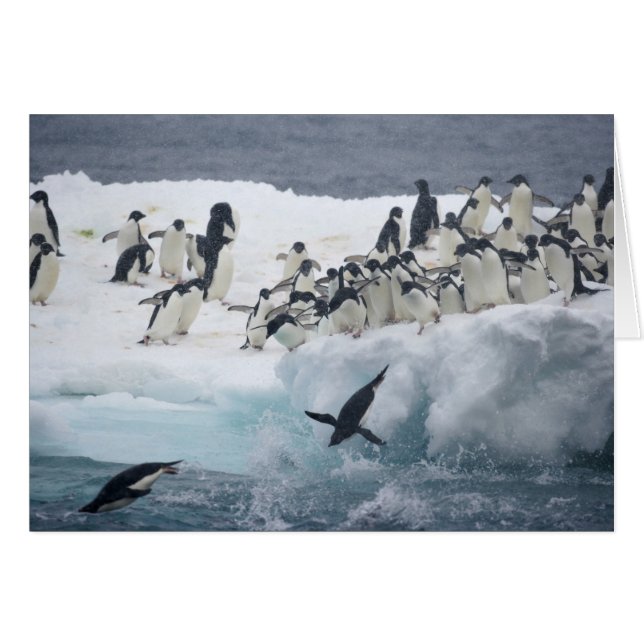 Antártida, Isla Paulet. Pingüinos Adelie (Anverso (Horizontal))