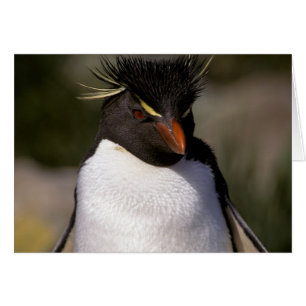 Antártida, Islas Subantárticas, Sur 5