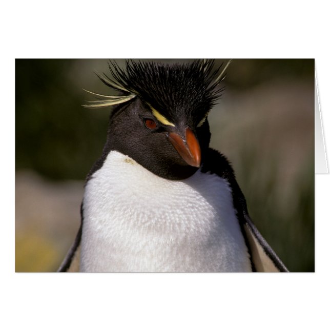 Antártida, Islas Subantárticas, Sur 5 (Anverso (Horizontal))