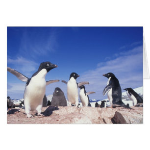 Antártida, Pingüino Adelie Pygoscelis