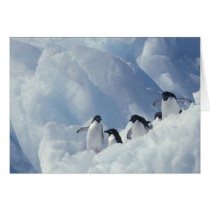 Antártida. Pingüinos adelie