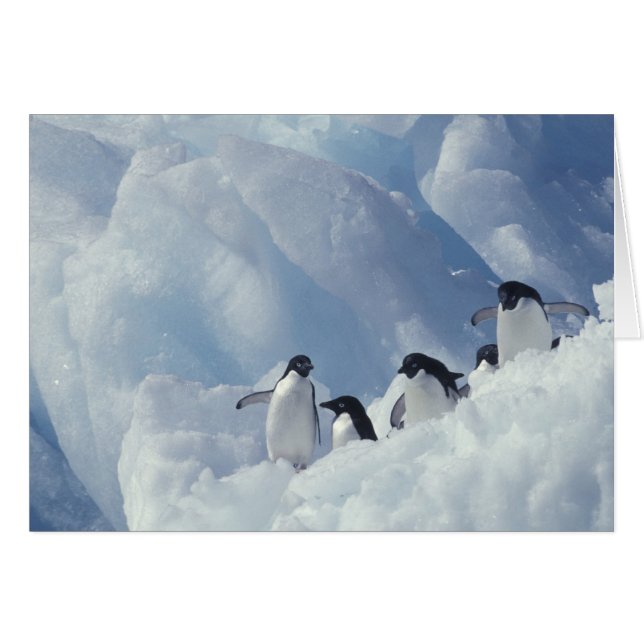 Antártida. Pingüinos adelie (Anverso (Horizontal))