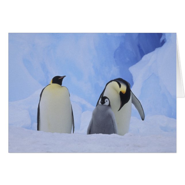 Antártida. Pingüinos emperador y cría (Anverso (Horizontal))