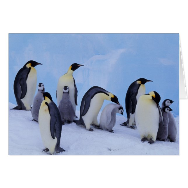 Antártida, Pingüinos Emperadores (Anverso (Horizontal))