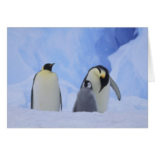 Antártida. Pingüinos emperadores y polluelos