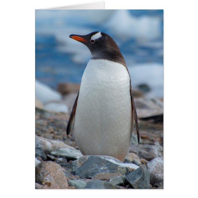Antártida. Puerto Neko. Pingüino de Gentoo (Frente)