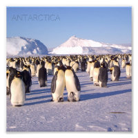 Antártida, rebaño de pingüinos foto