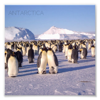 Antártida, rebaño de pingüinos foto