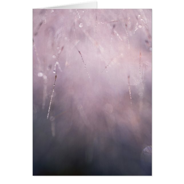 Antecedentes de Grass Dew Drop Blue Brown (Frente)