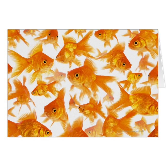 Antecedentes que muestran un gran grupo de peces d (Anverso (Horizontal))