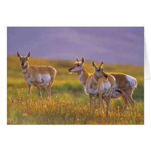 Antelope de Pronghorn en Montana