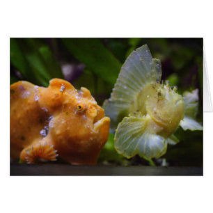 Antenarius comercial y Taenianotus triacanthus
