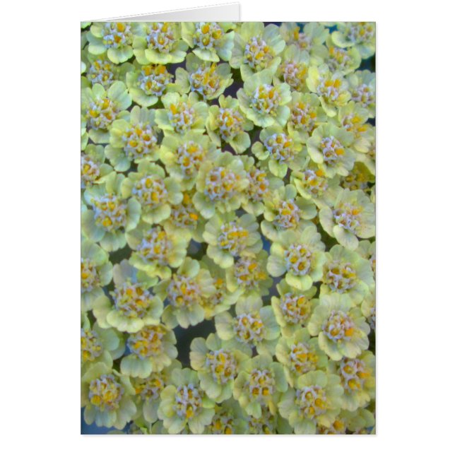 Anthea Yarrow Close (Frente)