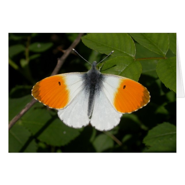 Anthocharis cardamines (Anverso (Horizontal))