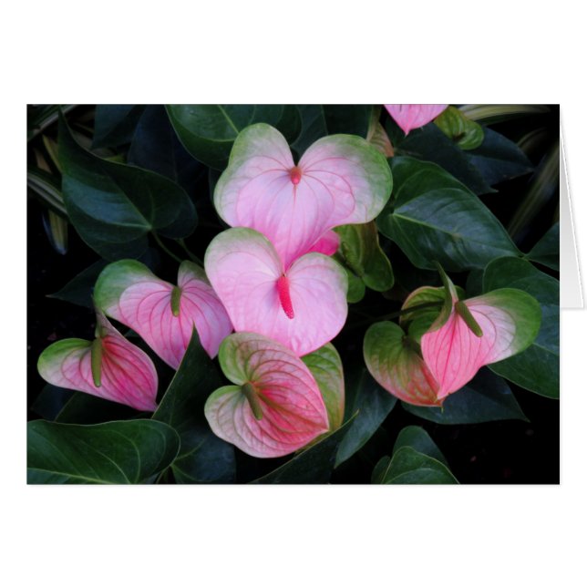 Anthurium (Anverso (Horizontal))