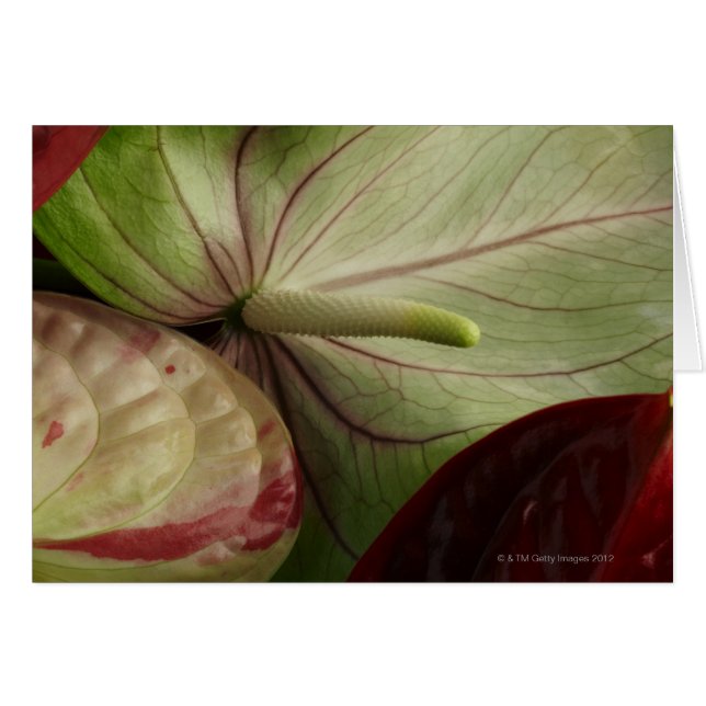 Anthurium (Anverso (Horizontal))