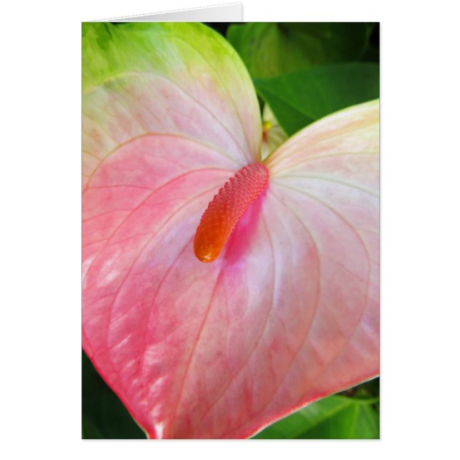 Anthurium de Obake (Frente)