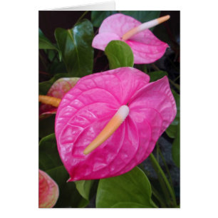 Anthurium rosados