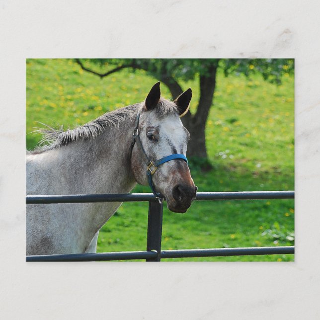 Antigua postal Gray Mare (Anverso)