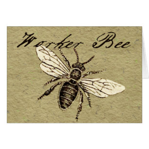 Antigüedad del Ilustracion de los insectos de los