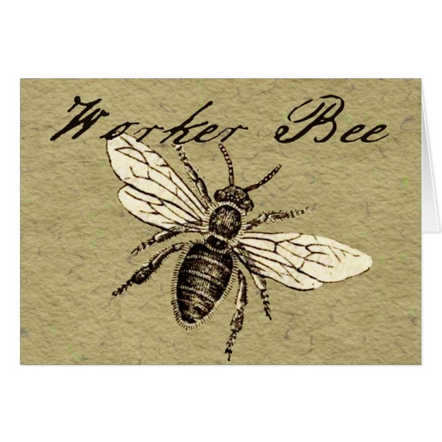 Antigüedad del Ilustracion de los insectos de los  (Anverso (Horizontal))