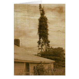 Antiguo agricultor 2