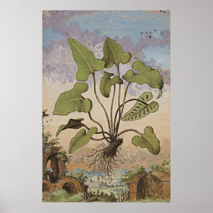 Antiguo arte botánico Hemionita Fern